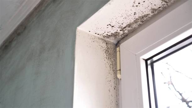 Best Industrial Mold Remediation in Penndel, PA