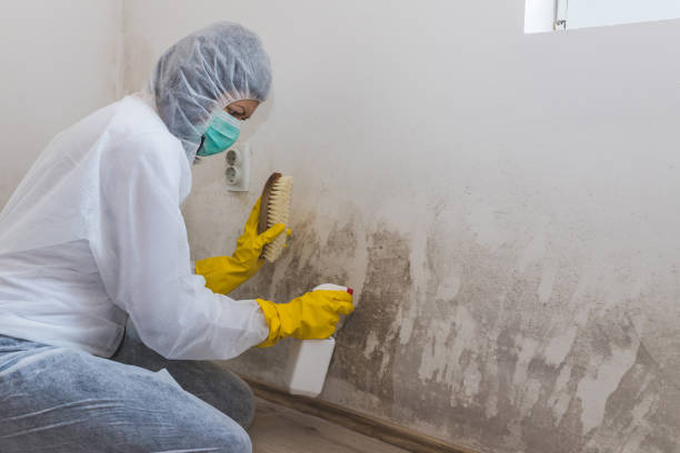 Best Bathroom Mold Remediation in Penndel, PA