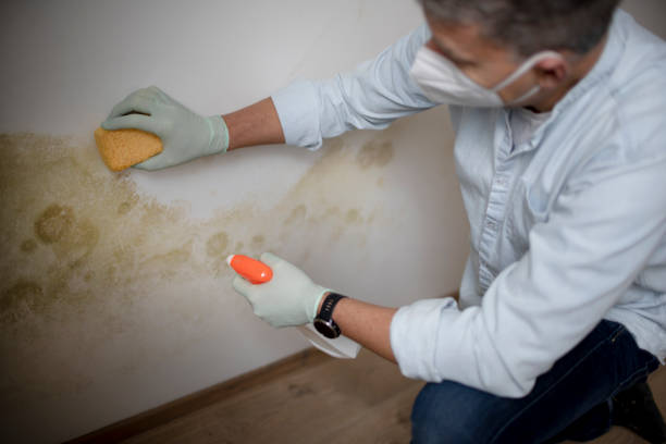 Best Attic Mold Remediation in Penndel, PA