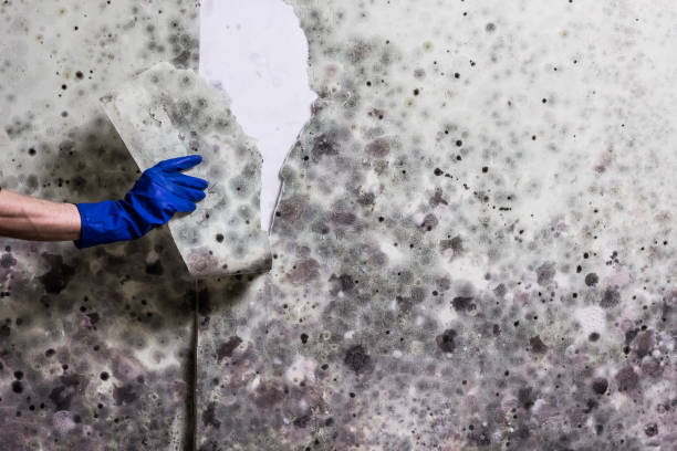 Best Residential Mold Remediation in Penndel, PA